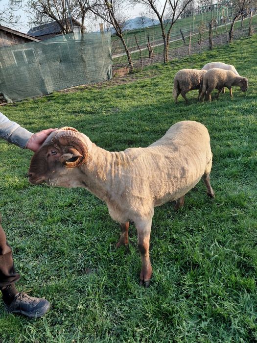 Berbec țigaie ruginie