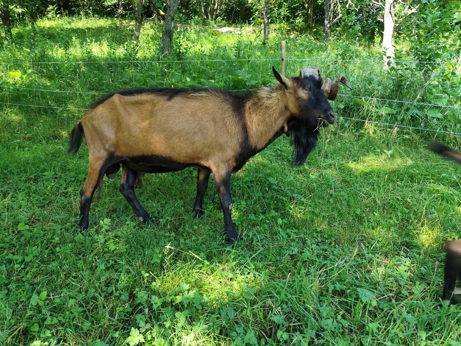 Vând iezi si tapi alpin francez