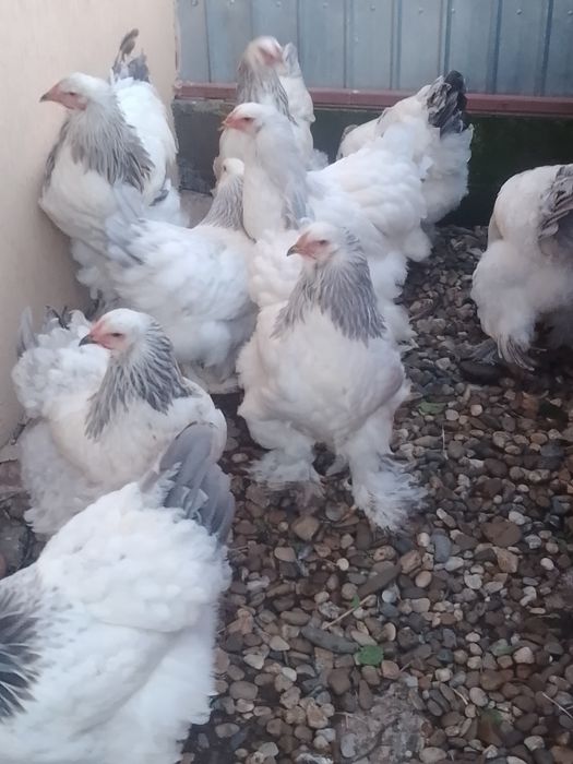 Ouă de găini brahma herminat deschis