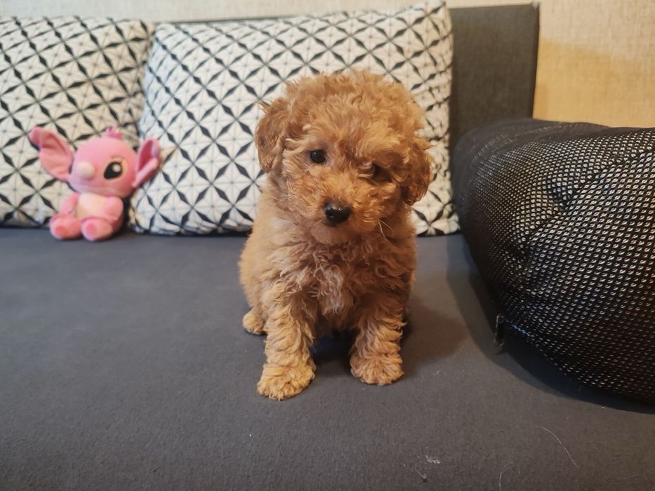 Малтипу  -  женско