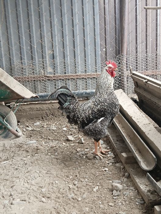 Молодой петух 9 месяц