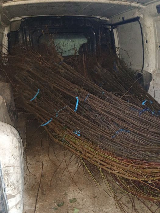 PROMO: Puiet de nuc, la 4 lei, inaltime 80-100 cm, 500 bucati