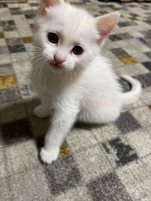 Котята скотиш страйт