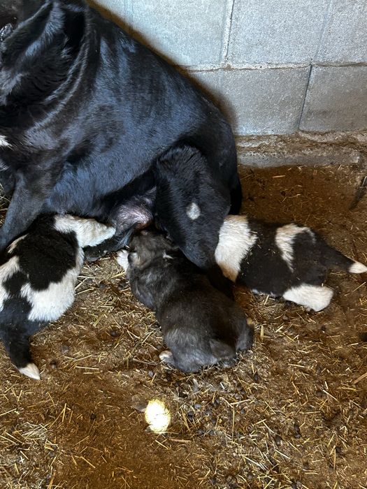 Щенки Алабая 20 дней