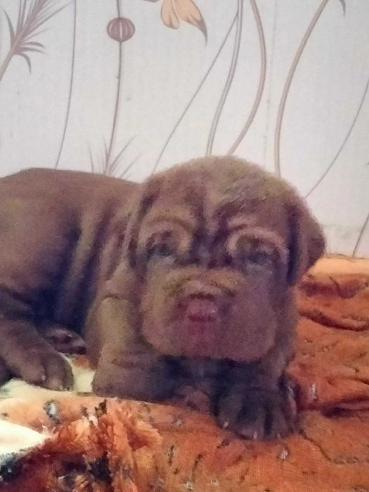 Вязка,щенки мастино