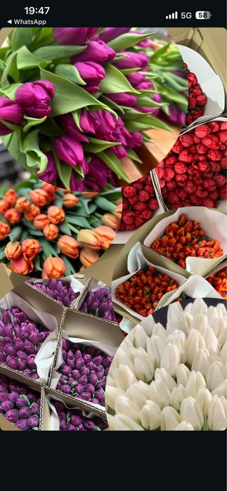 Тюльпаны  красивые