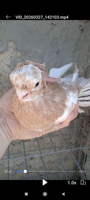 Гульбодамка голубка молодая