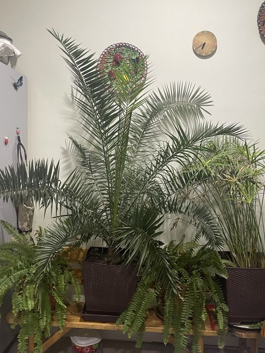 финиковая пальма хона гуллари