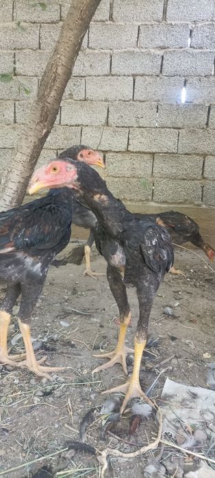 Дакан жужалар сотилади