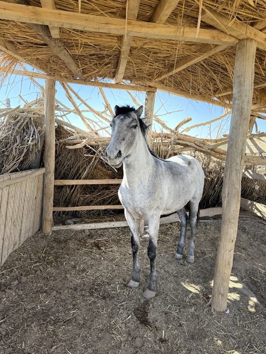 Жылқы сатылады бордақы да тұр