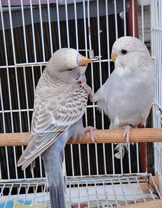 Peruși Peruși Peruși