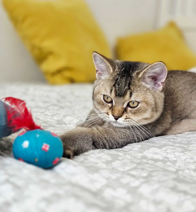 British shorthair cu pedigree motanel