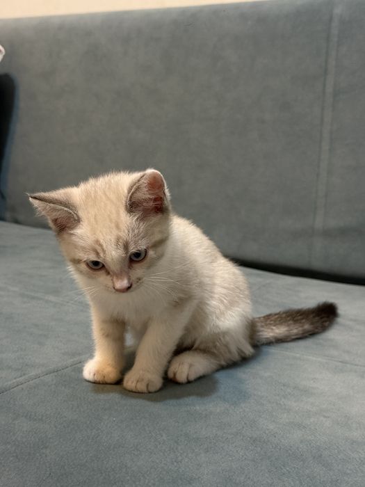 Мысық-котёнек, котёнек марғау