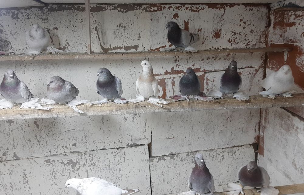 Продам игровых голубей