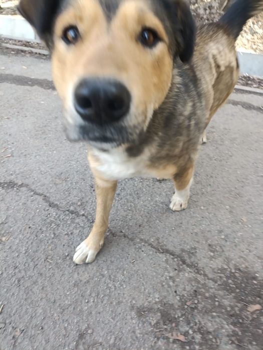 Пристраивается собака!