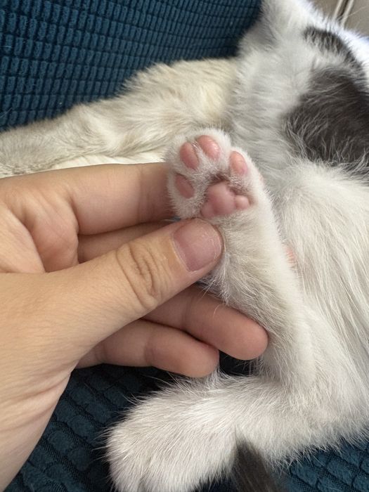 Котёнок бесплатно