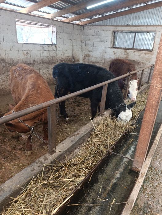 Продаются тёлки  белоголовые