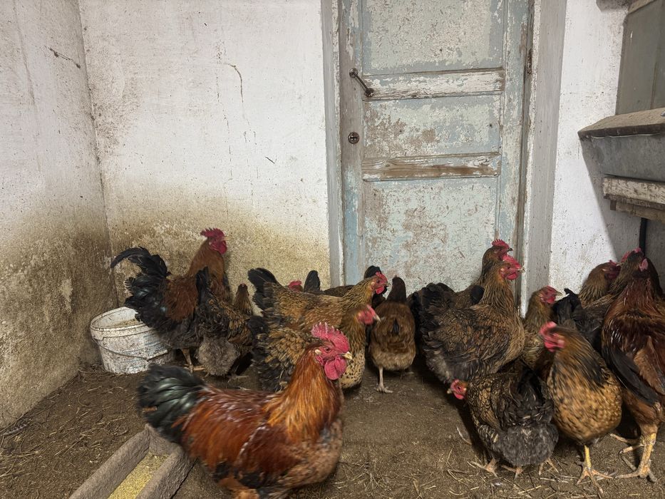 Инкубацонная яица