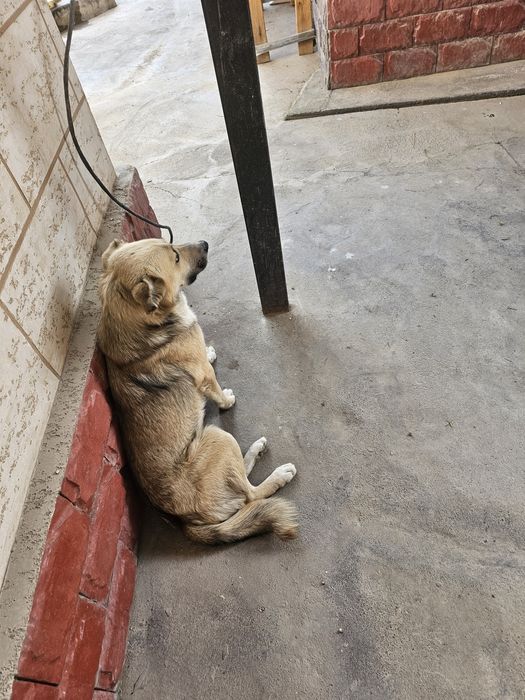 Отдам в хорошие руки