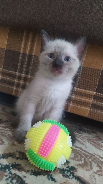 Котенок недорого