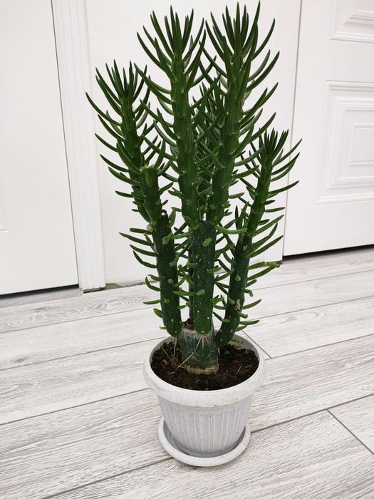 Комнатные растения. Доставка