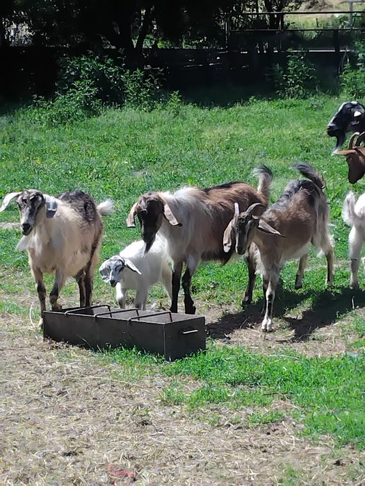 Capre de vanzare
