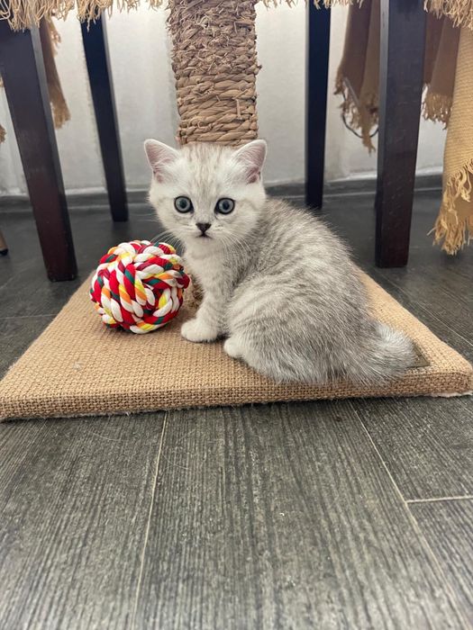 Pisicuta Scottish / British