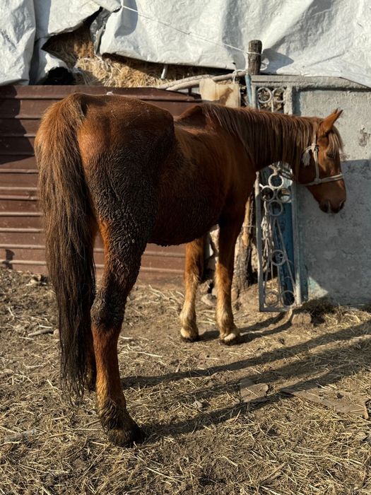 Қысыр бие кобыла байтал