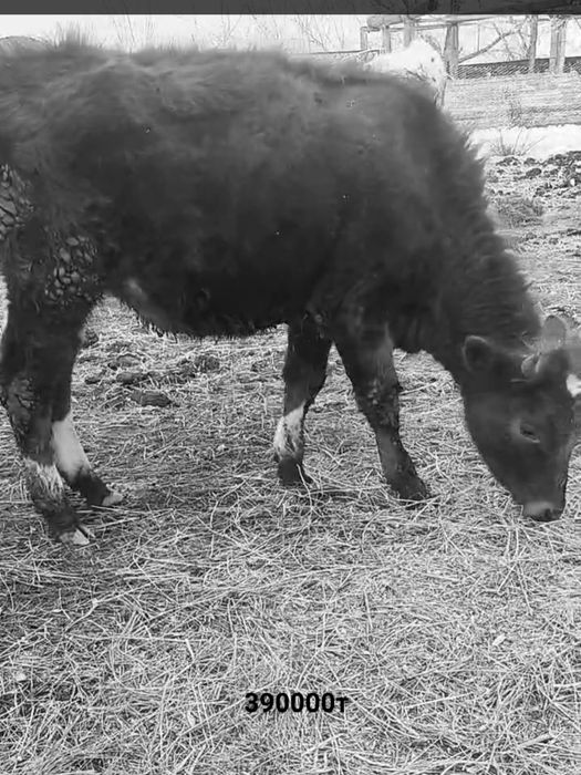 Молодняк.продам.