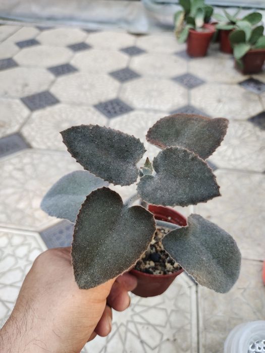 Продаются домашние суккуленты