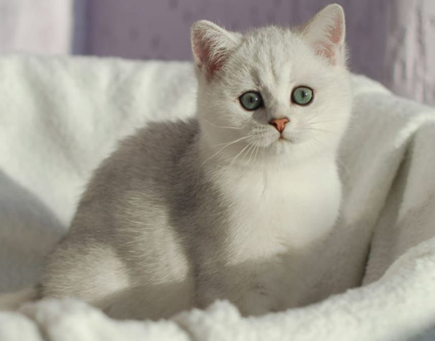 Британские шиншиллы