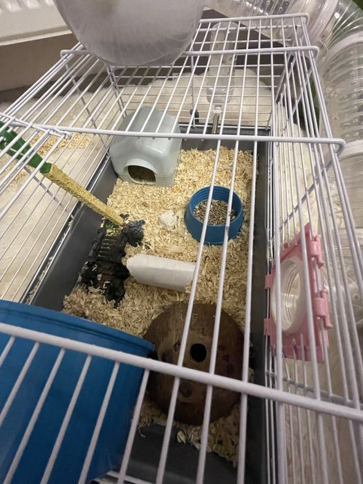 Hamster+cusca negociabil