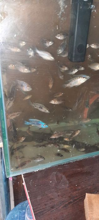 Алунакара баликклар