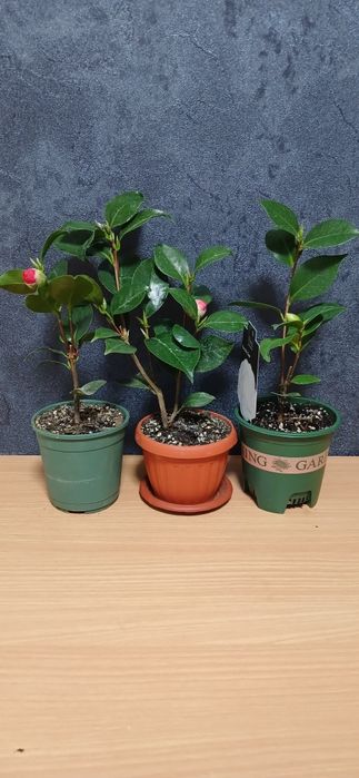 Комнатные растения от 2500