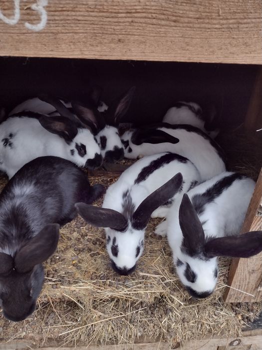 Зайци Немски пъстър великан Пеперуда