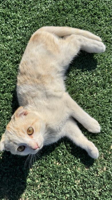Продаю вислоухих котят