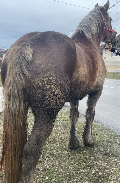 Vand manza de 3 pe 4 ani foarte blanda!