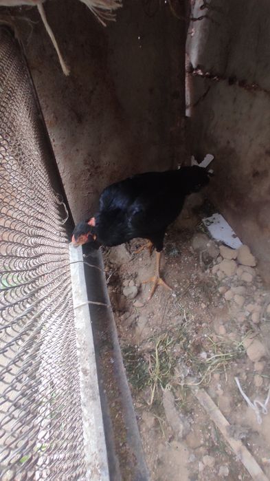 Kulangi tovu sotiladi