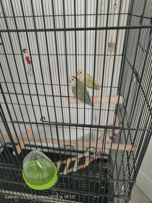 Colivie cu papagali