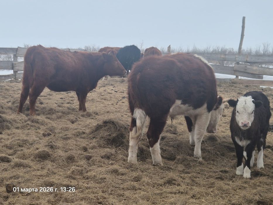 Продам быка 450000