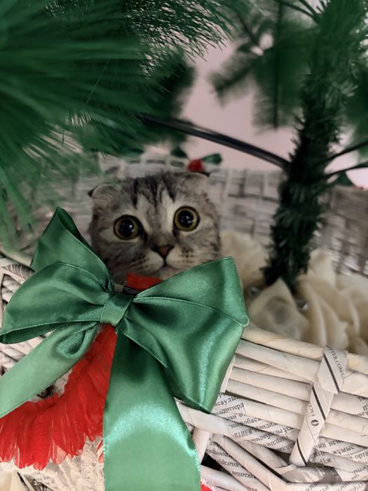 Отдам кошку бесплатно