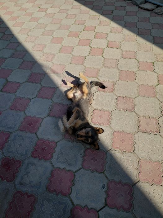 Күшік шенок еркек