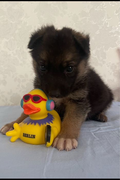 Щенок девочка ищет дом