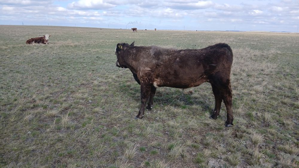 Продам бычков 12 голов