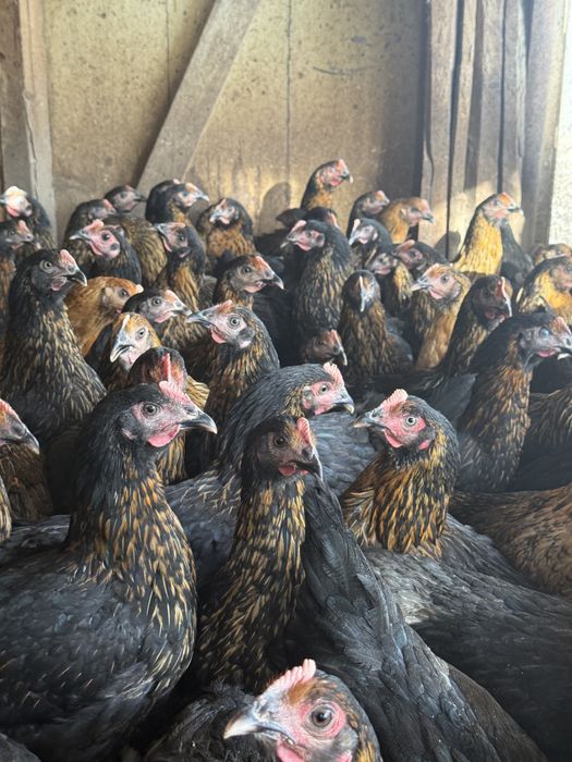 Ярки Супер Харко на 50дни