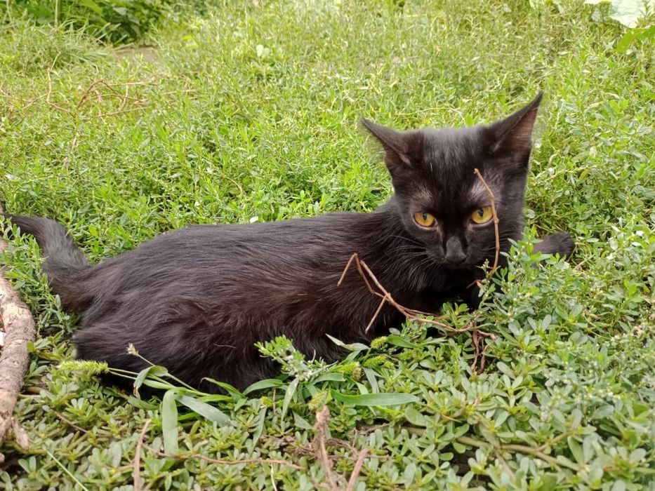 Отдам котенка девочка,4 месяца