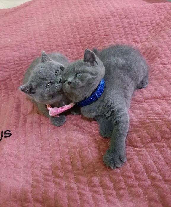 Продаётся шикарный кот скоттиш страйт мальчик.