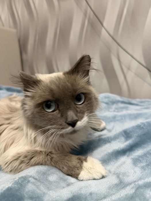 Пудра ищет семью. 8 месяцеы