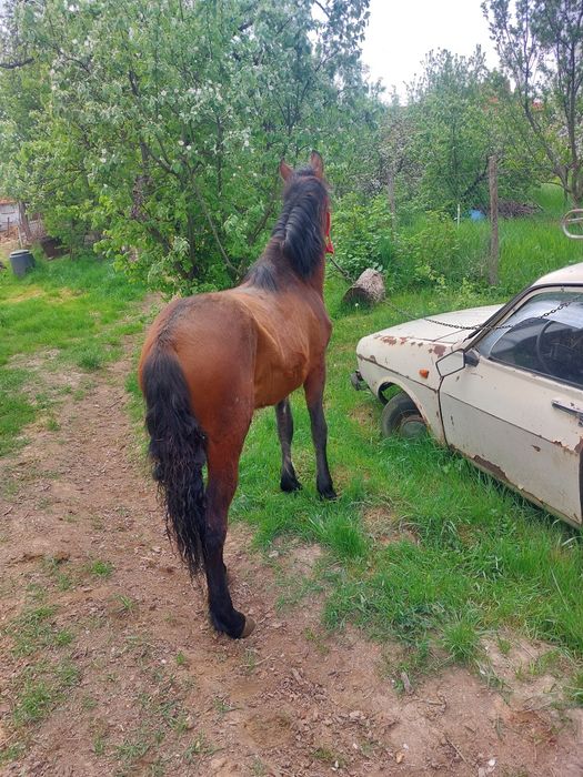 manza de vânzare