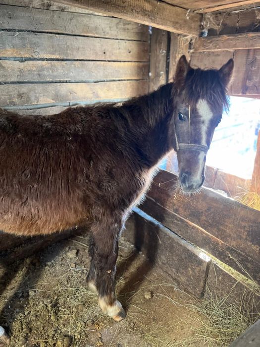 Продаю жабагы девочки